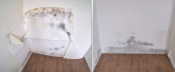 Best Affordable Mold Removal  in Brices Creek, NC